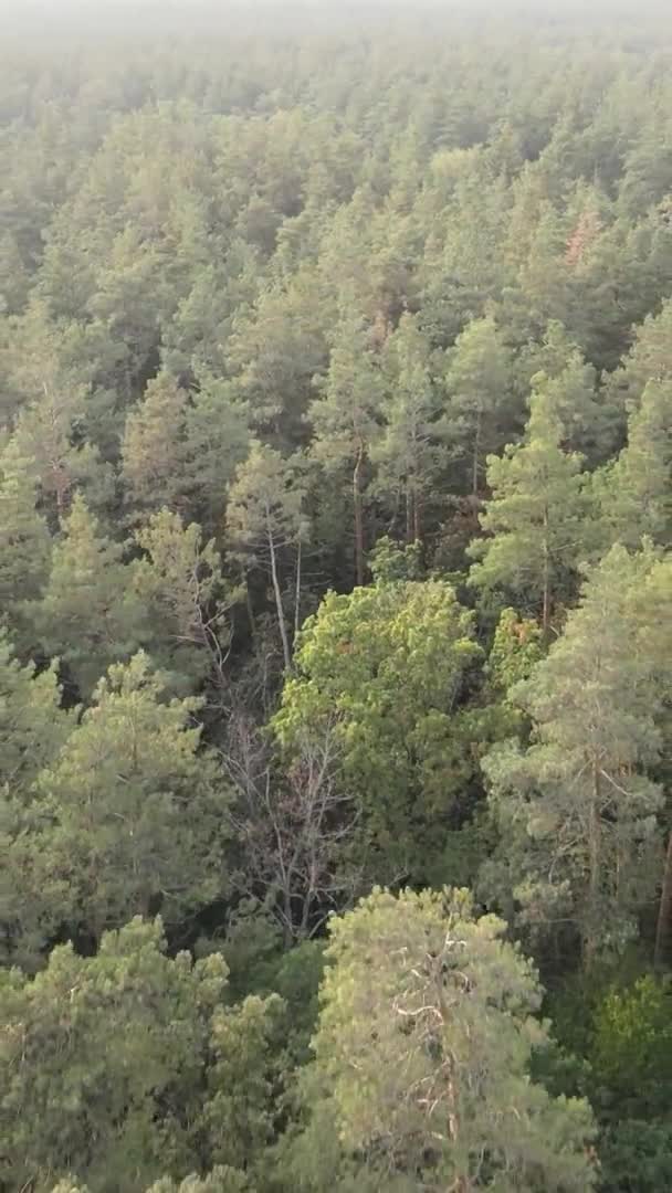 Вертикальне відео зеленого лісу в літній день — стокове відео