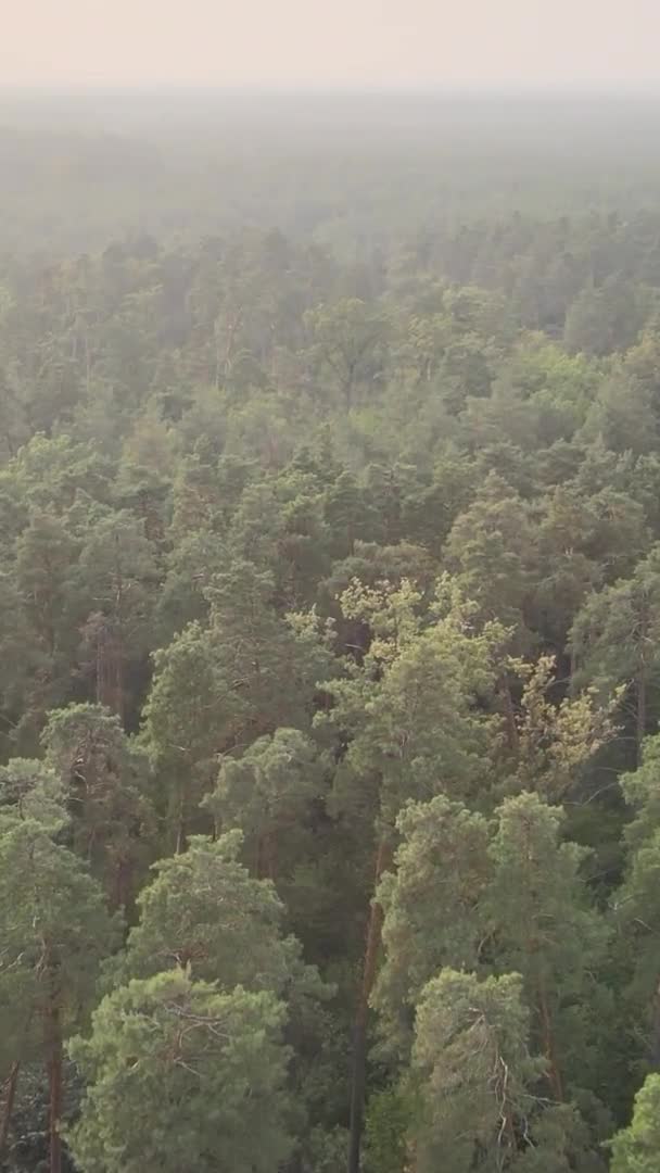 Vídeo vertical de uma floresta verde em um dia de verão — Vídeo de Stock