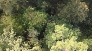 Bir yaz günü yeşil bir ormanın dikey videosu