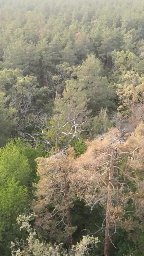 Vídeo vertical de uma floresta verde em um dia de verão — Vídeo de Stock