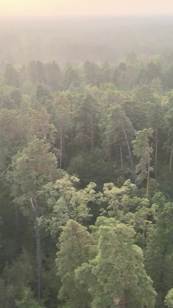 Vidéo verticale d'une forêt verte un jour d'été