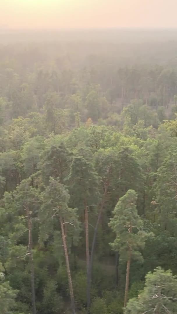 Vidéo verticale d'une forêt verte un jour d'été
