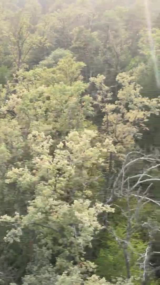 Vidéo verticale d'une forêt verte un jour d'été