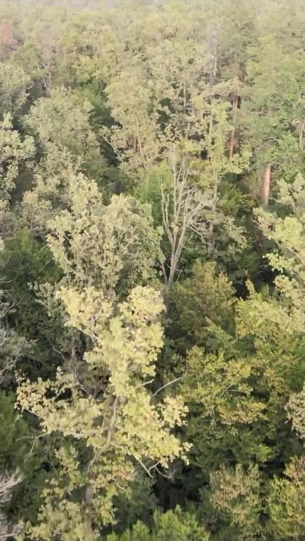 Vidéo verticale d'une forêt verte un jour d'été — Video