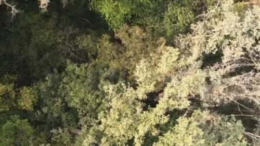 Bir yaz günü yeşil bir ormanın dikey videosu