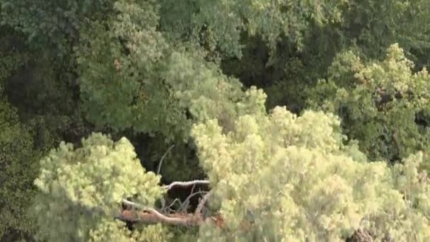 夏の日に緑の森の垂直ビデオ — ストック動画
