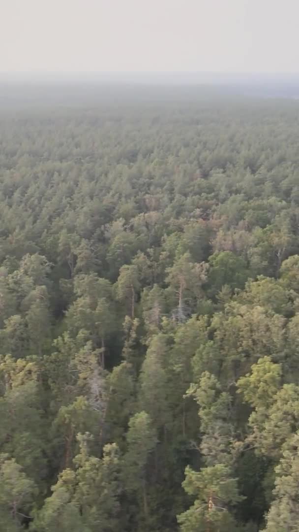 Vidéo verticale d'une forêt verte un jour d'été