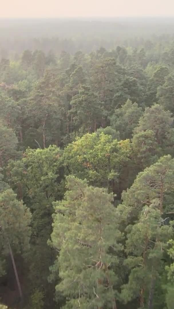 Vídeo vertical de uma floresta verde em um dia de verão — Vídeo de Stock