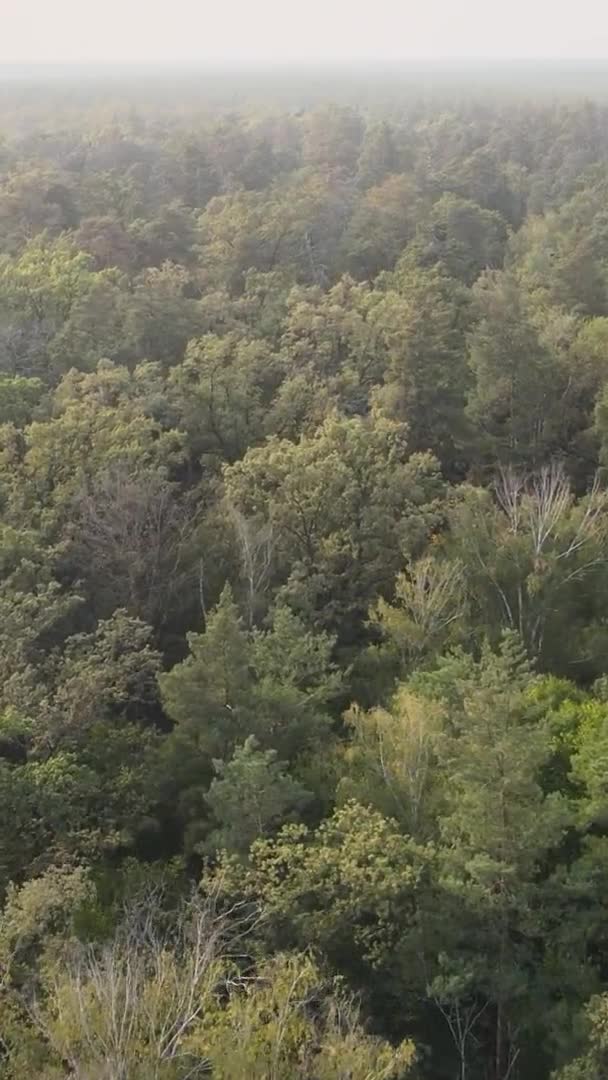 Vertikales Video eines grünen Waldes an einem Sommertag — Stockvideo