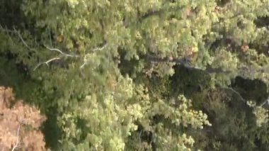 Bir yaz günü yeşil bir ormanın dikey videosu