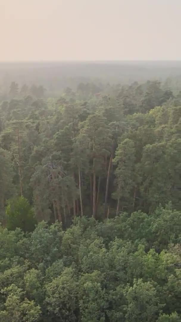 Vidéo verticale d'une forêt verte un jour d'été