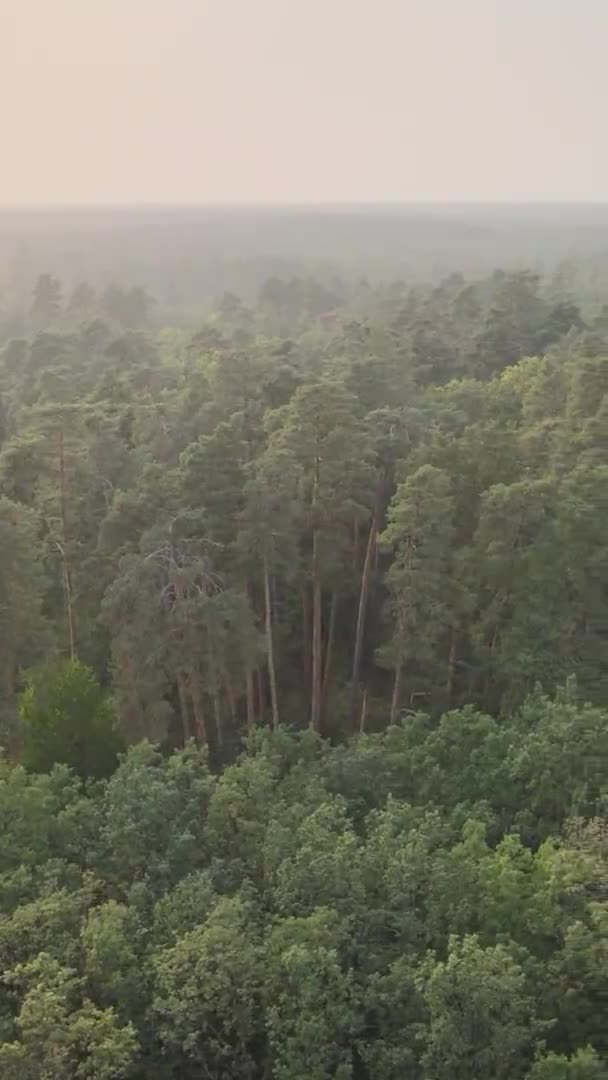 Vídeo vertical de uma floresta verde em um dia de verão — Vídeo de Stock