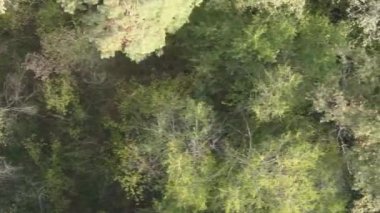 Bir yaz günü yeşil bir ormanın dikey videosu