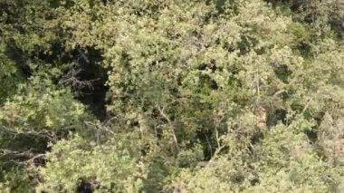 Bir yaz günü yeşil bir ormanın dikey videosu