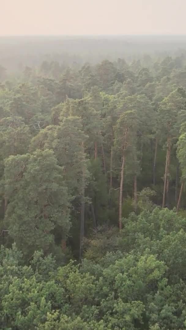 Vidéo verticale d'une forêt verte un jour d'été