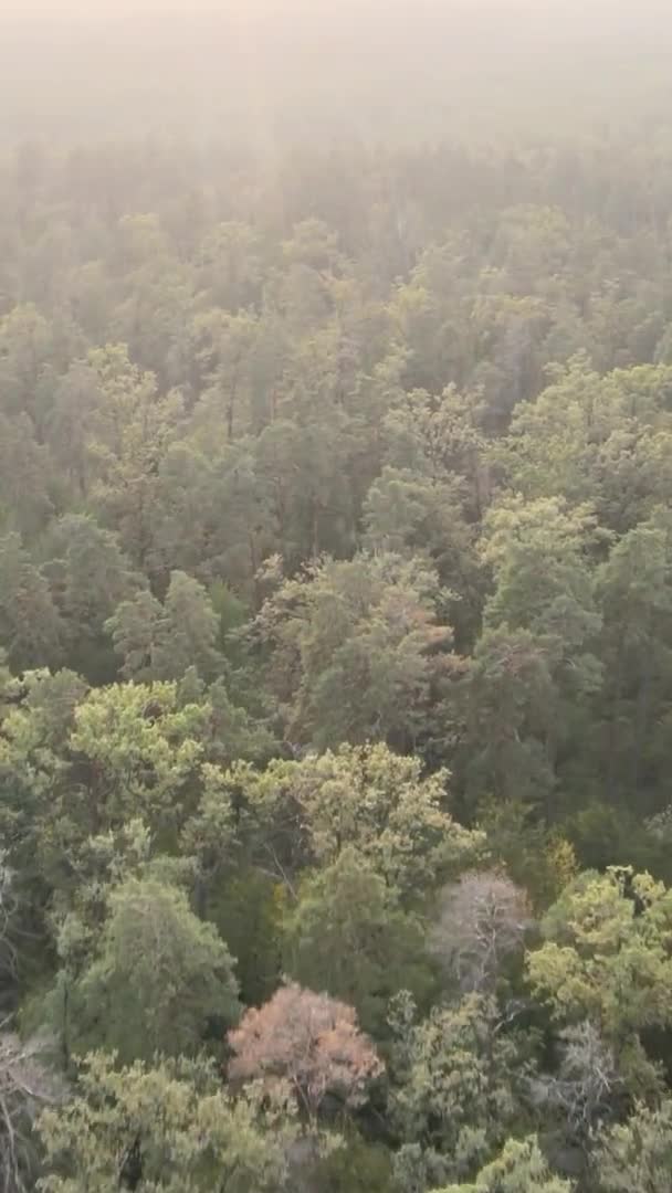 Vertikální video zeleného lesa v letní den