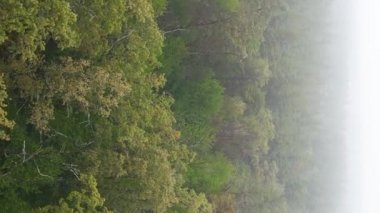 Ormanın hava manzarasında dikey görüntü sisi