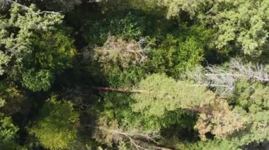 Ormandaki ağaçların dikey görüntüsü.