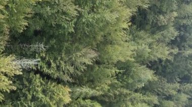 Ormandaki ağaçların dikey görüntüsü.