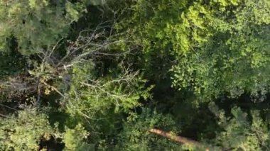 Ormandaki ağaçların dikey görüntüsü.