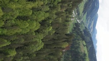 Ormandaki ağaçların dikey görüntüsü.