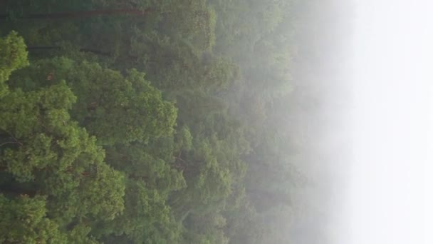 숲 속 항공 사진에 나와 있는 수직 영상 안개 — 비디오