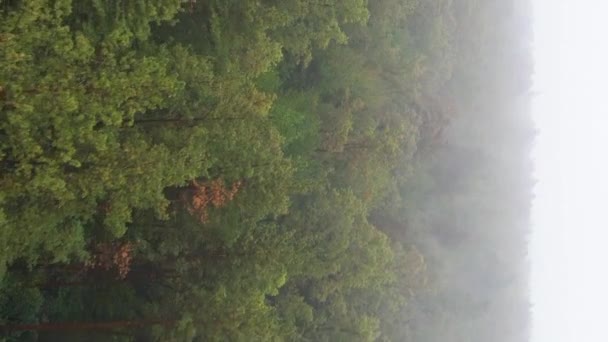 Video nebbia verticale nella vista aerea della foresta — Video Stock