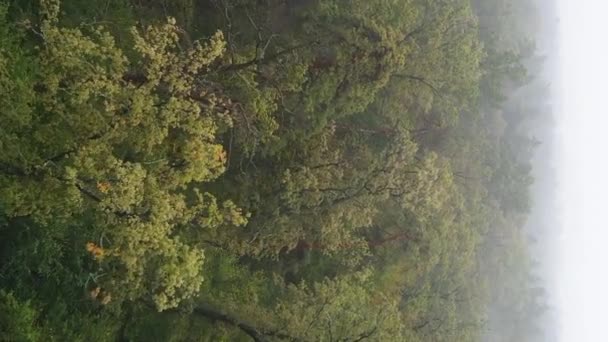 Verticale video mist in het bos luchtfoto — Stockvideo