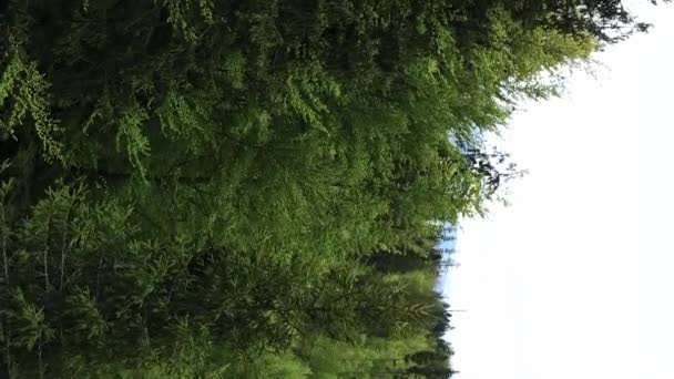 Video vertical vista aérea de árboles en el bosque. — Vídeo de stock