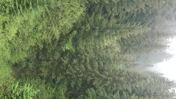 Vertikal video flygfoto av träd i skogen. — Stockvideo