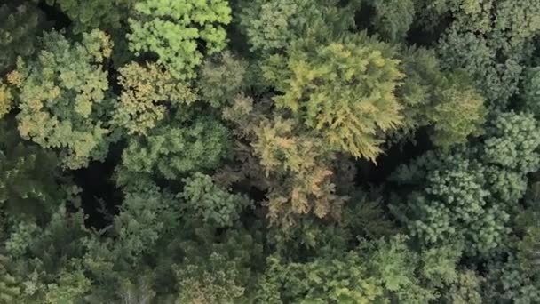 Vídeo vertical vista aérea de árvores na floresta. — Vídeo de Stock