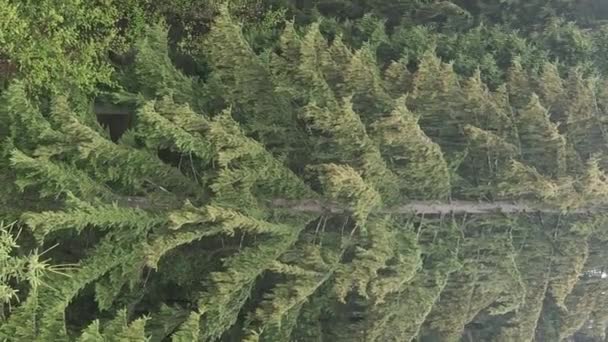 Vidéo verticale Vue aérienne des arbres dans la forêt. — Video