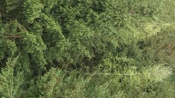 Vidéo verticale Vue aérienne des arbres dans la forêt. — Video