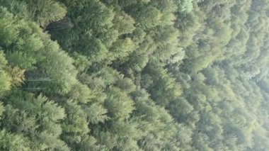 Ormandaki ağaçların dikey görüntüsü.