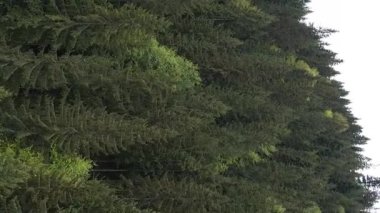 Ormandaki ağaçların dikey görüntüsü.