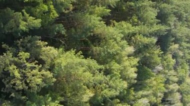 Ormandaki ağaçların dikey görüntüsü.