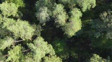 Ormandaki ağaçların dikey görüntüsü.