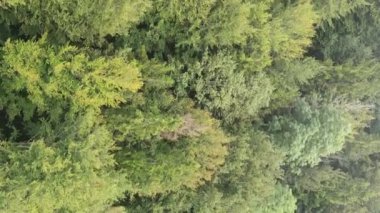 Ormandaki ağaçların dikey görüntüsü.