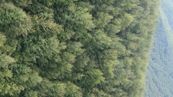 Vertikální video letecký pohled na stromy v lese.
