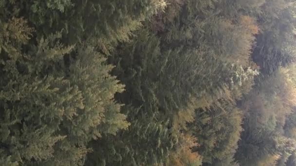 Vidéo verticale Vue aérienne des arbres dans la forêt. — Video