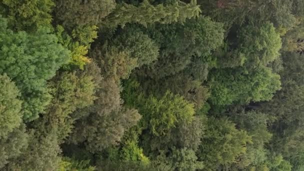 Vídeo vertical vista aérea de árvores na floresta. — Vídeo de Stock