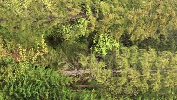 Vidéo verticale Vue aérienne des arbres dans la forêt. — Video