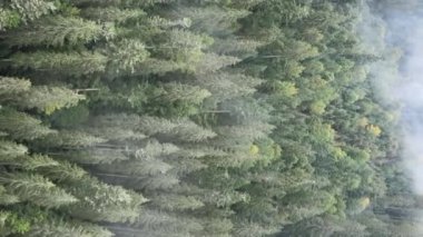 Ormandaki ağaçların dikey görüntüsü.