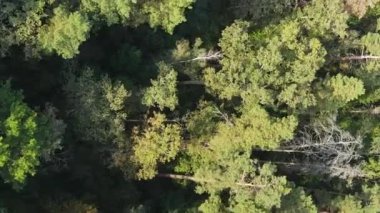 Ormandaki ağaçların dikey görüntüsü.