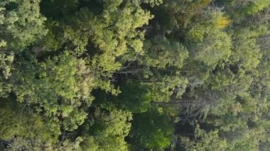 Ormandaki ağaçların dikey görüntüsü.