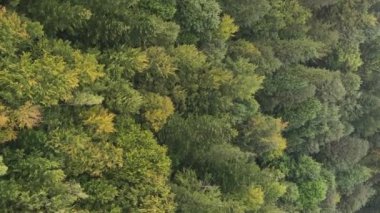 Ormandaki ağaçların dikey görüntüsü.