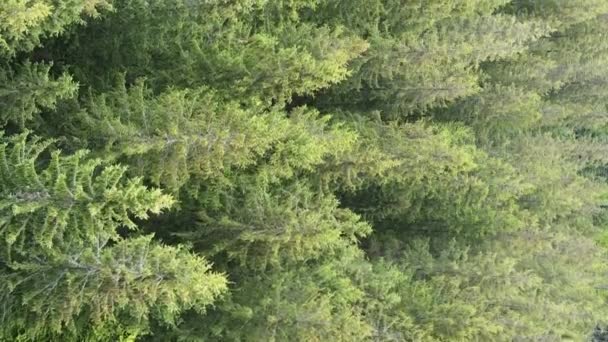 Κάθετη βίντεο εναέρια άποψη των δέντρων στο δάσος. — Αρχείο Βίντεο