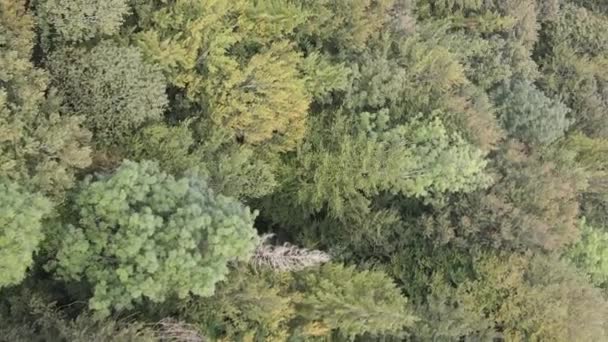 Vidéo verticale Vue aérienne des arbres dans la forêt. — Video