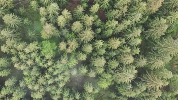 Κάθετη βίντεο εναέρια άποψη των δέντρων στο δάσος. — Αρχείο Βίντεο