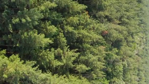 Pionowy widok z lotu ptaka drzew w lesie. — Wideo stockowe